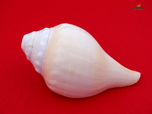 Centorganic Pure Natural Blowing Conch Shell | with Shankh Stand | Vamavarti Shankh ( 7 Inch, Big)