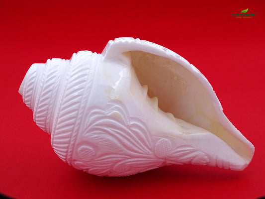 Centorganic Blowing Shankh with Lord Ganesha carving Vamavarti Shankh ( 6 Inch, Big)