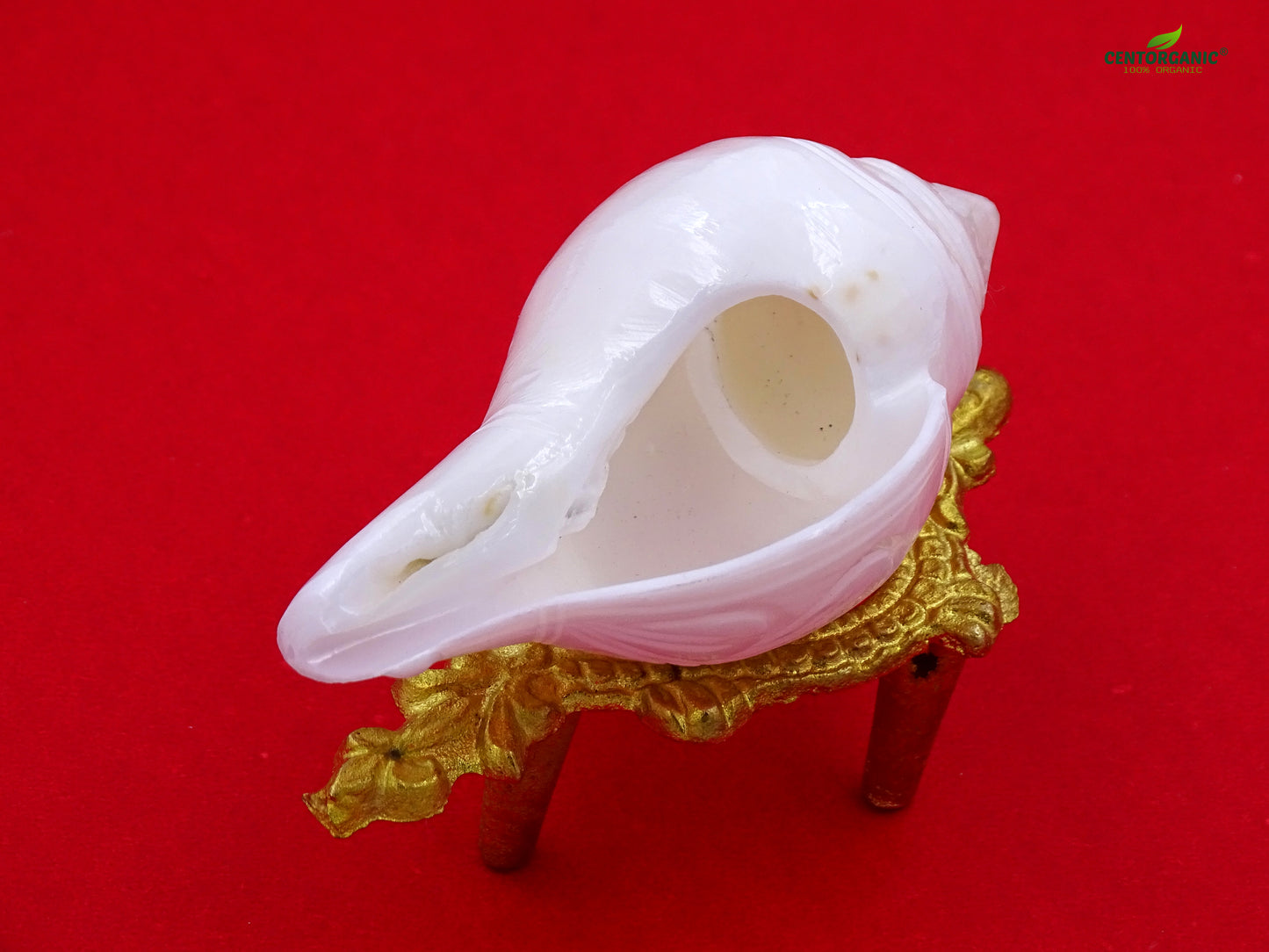 Centorganic Natural Jal sankha / Pani shankh Premium cutting for puja original with stand (4 inch, Small )