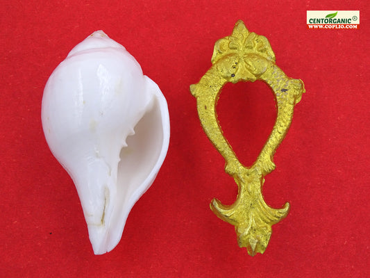 Centorganic Natural Jal sankha / Pani shankh for puja original with Brass stand (4 inch, Small )