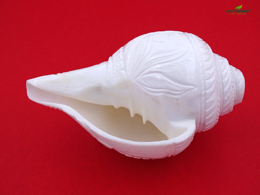 Centorganic Blowing Shankh with Lakshmi devi carving Vamavarti Shankh ( 6 Inch, Big)
