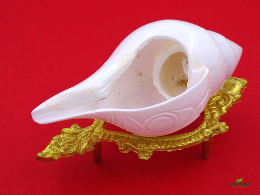 Centorganic Natural Jal sankha / Pani shankh Premium cutting for puja original with stand (5 inch, Medium)