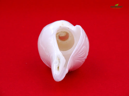 Centorganic Natural Premium cutting Jal sankha / Pani shankh for puja original with stand (6 inch, Big)