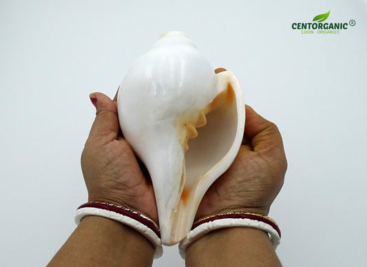 Centorganic Blowing Shankh for Pooja Original Conch Shell with Brass Stand (7 Inch, Big)
