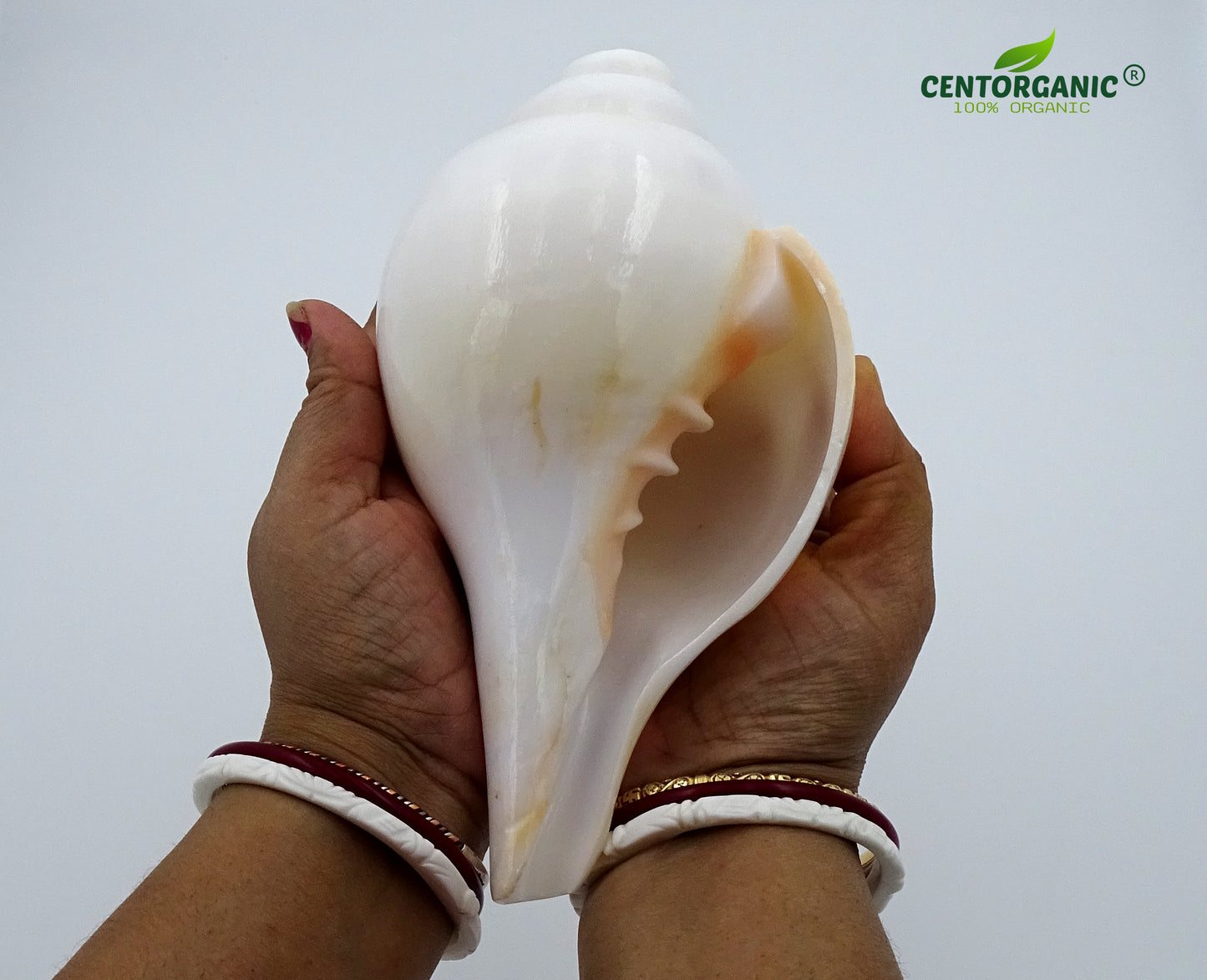Centorganic Blowing Shankh for Pooja Original Conch Shell with Brass Stand (7.5 Inch, Big)
