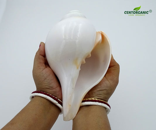Centorganic Blowing Shankh for Pooja Original Conch Shell with Brass Stand (8 Inch, Very Big)