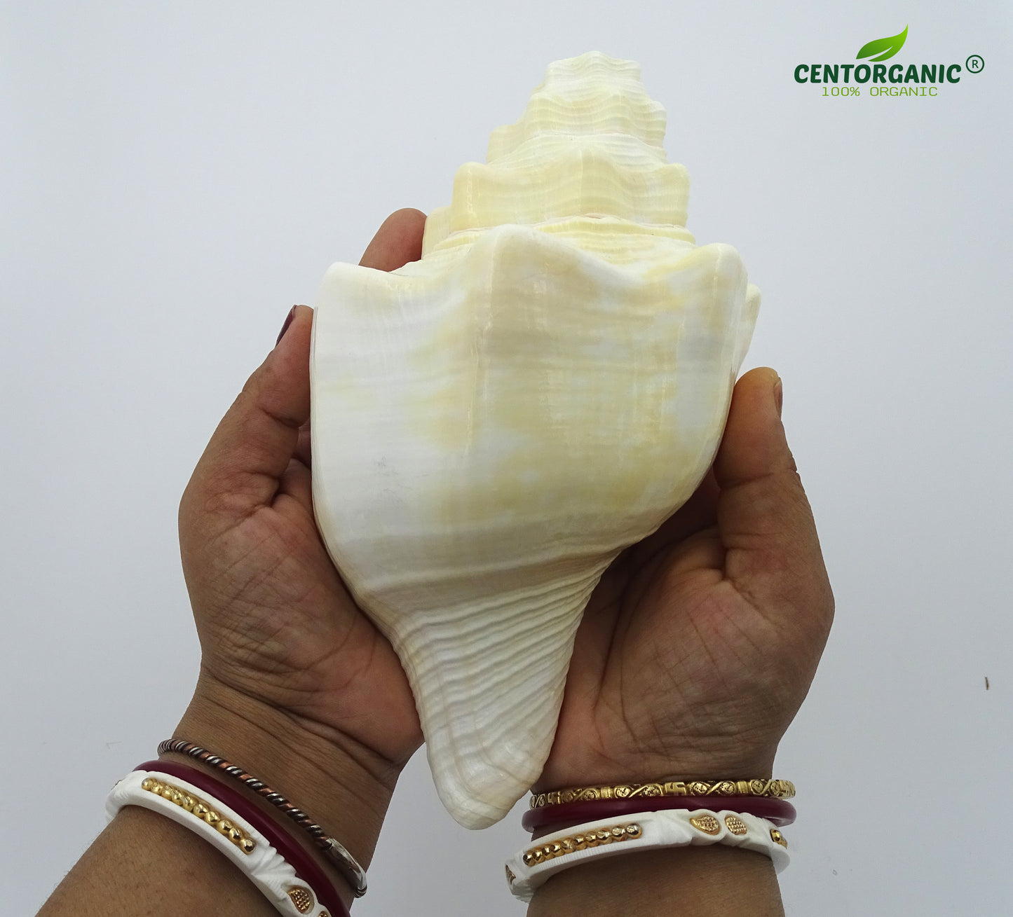 Centorganic American Blowing Shankh for pooja, With brass shankh stand, Big size original (Light Brown, 7 Inch)