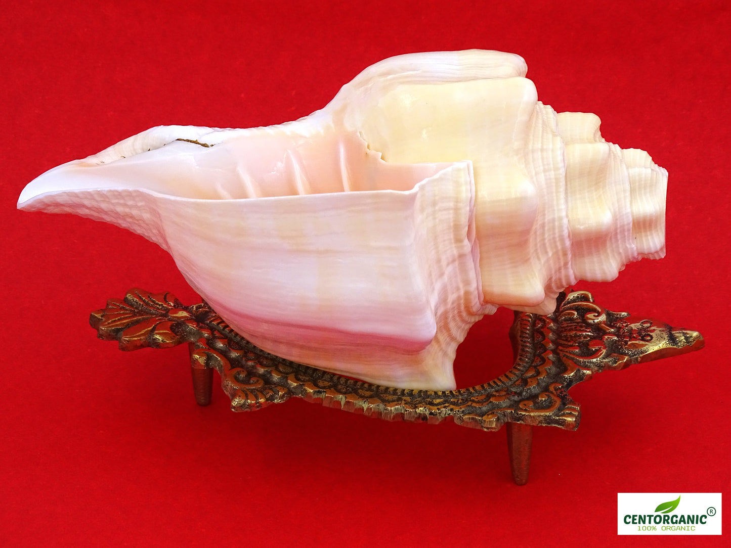 Centorganic American Blowing Shankh for pooja, With brass shankh stand, Big size original (Light Brown, 7.5 Inch)