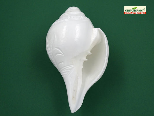 Centorganic Premium Quality Loud Blowing Shankh for pooja 6 Inches length, handicraft floral design.
