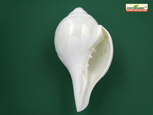 Centorganic Premium Quality Very Big Blowing Shankh for pooja 8.5 Inches length, handicraft floral design.