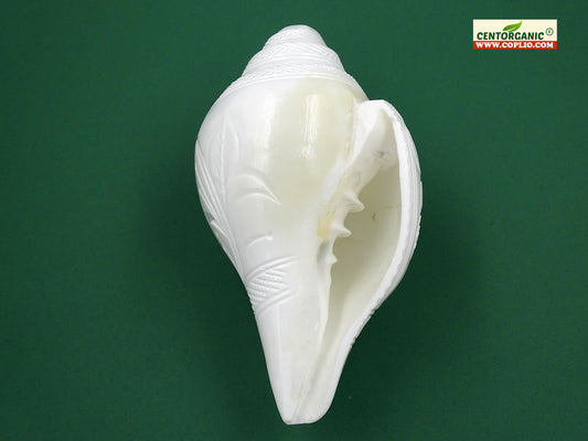 Centorganic Premium Quality Loud Blowing Shankh for pooja 7 Inches length, handicraft floral design.