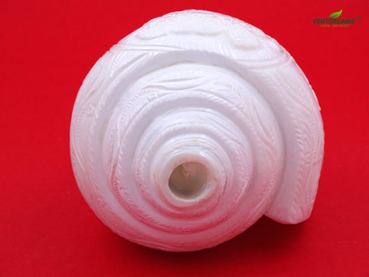 Centorganic Original Shankh Lord Krishna Face carving, Beautiful Handicraft big Carving Blowing Shankh, Natural Conch Shell Horn Rare Collectibles (22 CM, 1200 GRAMS)