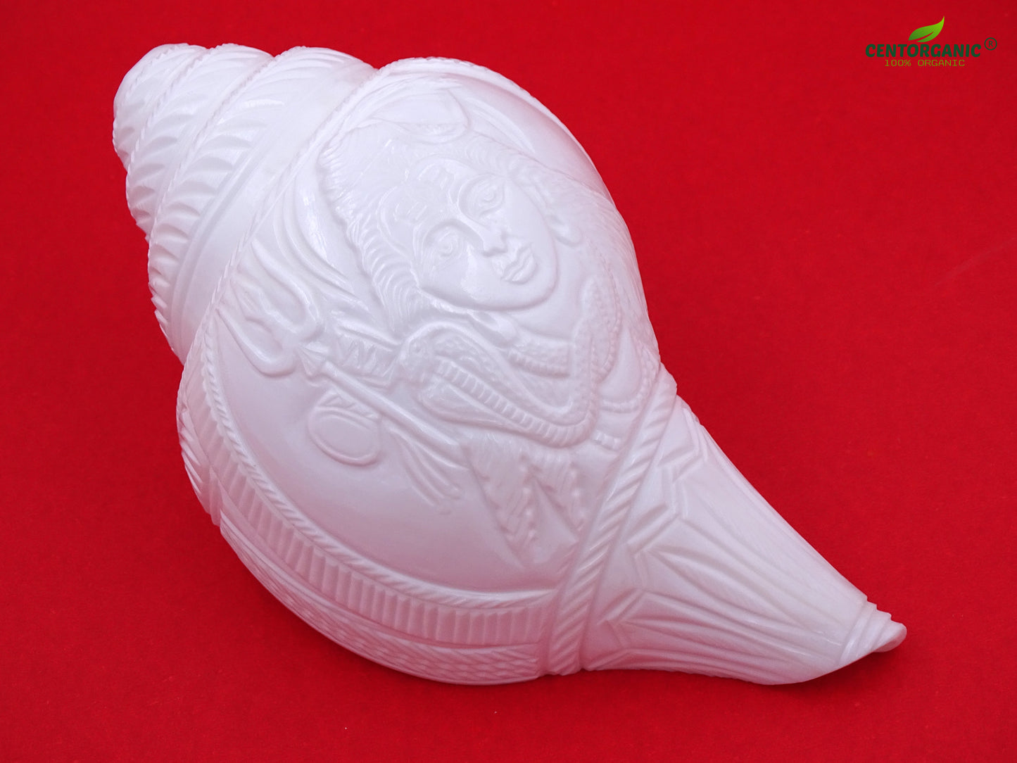 Centorganic Original Shankh Lord Shiva Face carving, Beautiful Handicraft big Carving Blowing Shankh, Natural Conch Shell Horn Rare Collectibles (22 CM, 1200 GRAMS)
