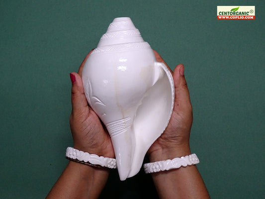 Centorganic Premium Quality Big Blowing Vamavarti Shankh for pooja 8 Inches length, handicraft floral design.