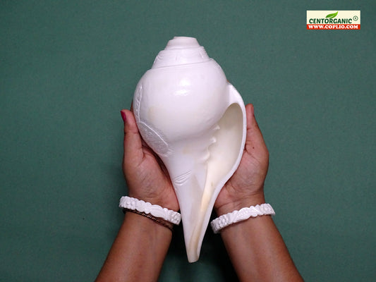 Centorganic Premium Quality Very Big size Blowing Vamavarti Shankh for pooja 10 Inches length, handicraft floral design.