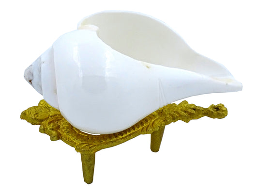 Centorganic Natural Jal sankha / Pani shankh Premium cutting for puja original with stand (3 inch, Very Small )