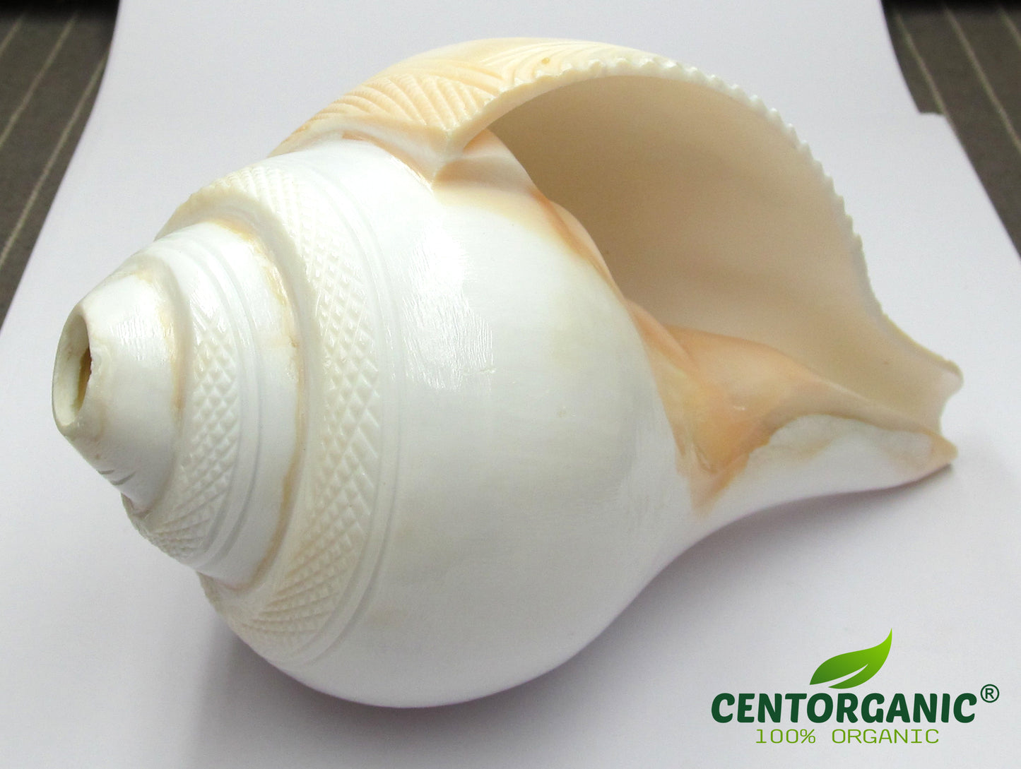 CENTORGANIC Engraved Premium Big Size Vamavarti Natural Loud Blowing Shankh for Pooja Original 7 Inch (18 cm, White)