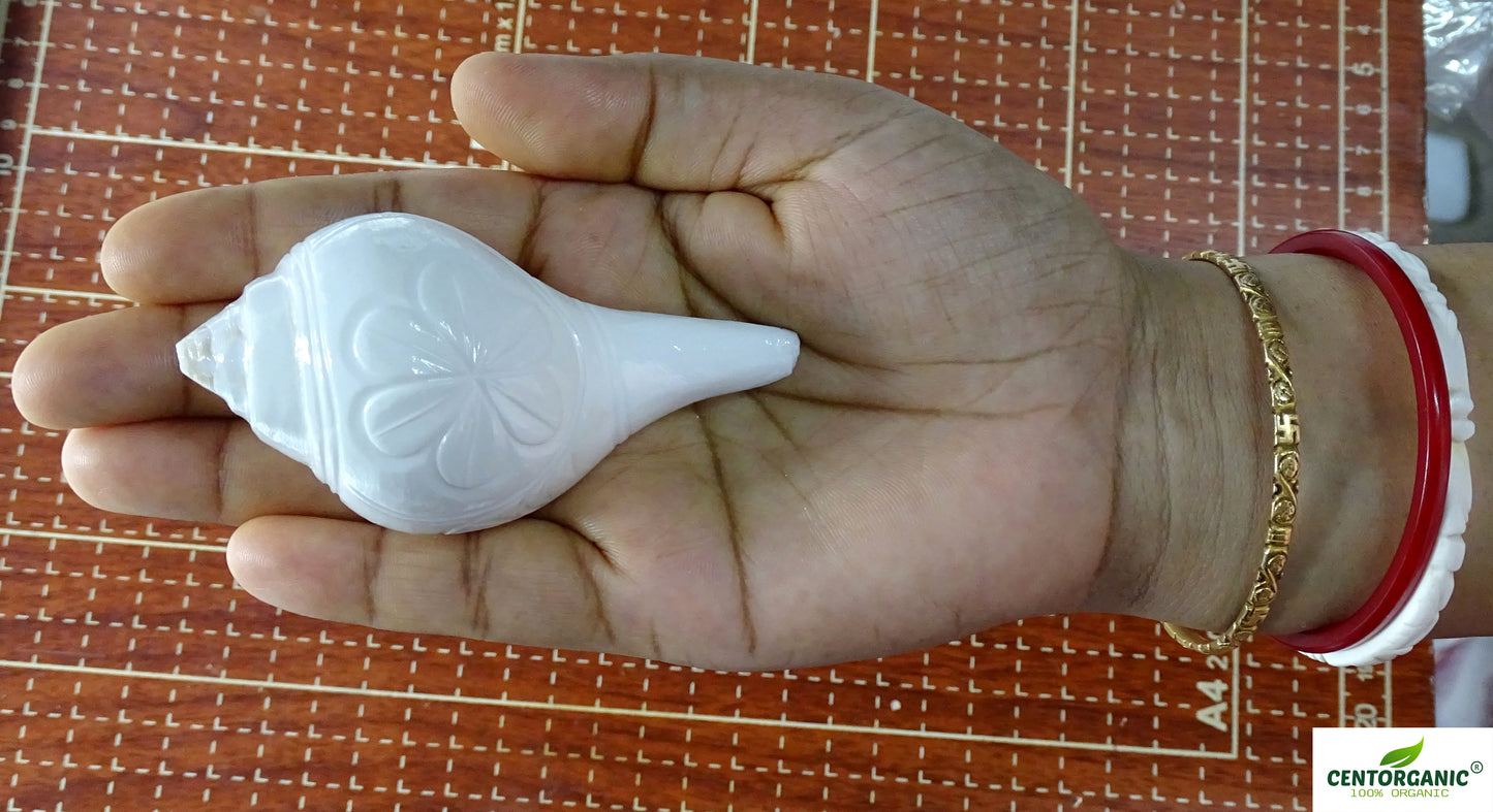 Centorganic Natural Jal sankha / Pani shankh Premium cutting for puja original with stand (3 inch, Very Small )