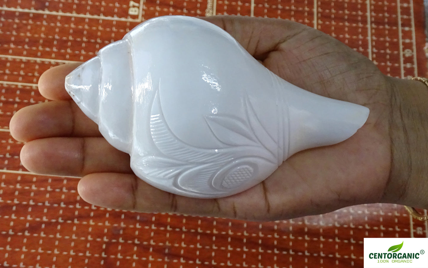 Centorganic Natural Premium cutting Jal sankha / Pani shankh for puja original with stand (6 inch, Big)