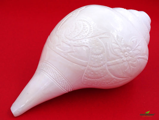 Centorganic Beautiful Handicraft Hand Peacock Carving Blowing Shankh, Natural Conch Shell Rare Premium Very Big Size (24 cm, 1500 grams)