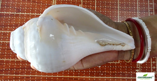 Centorganic Pure Natural Blowing Conch Shell | with Shankh Stand | Vamavarti Shankh ( 6 Inch, Big)