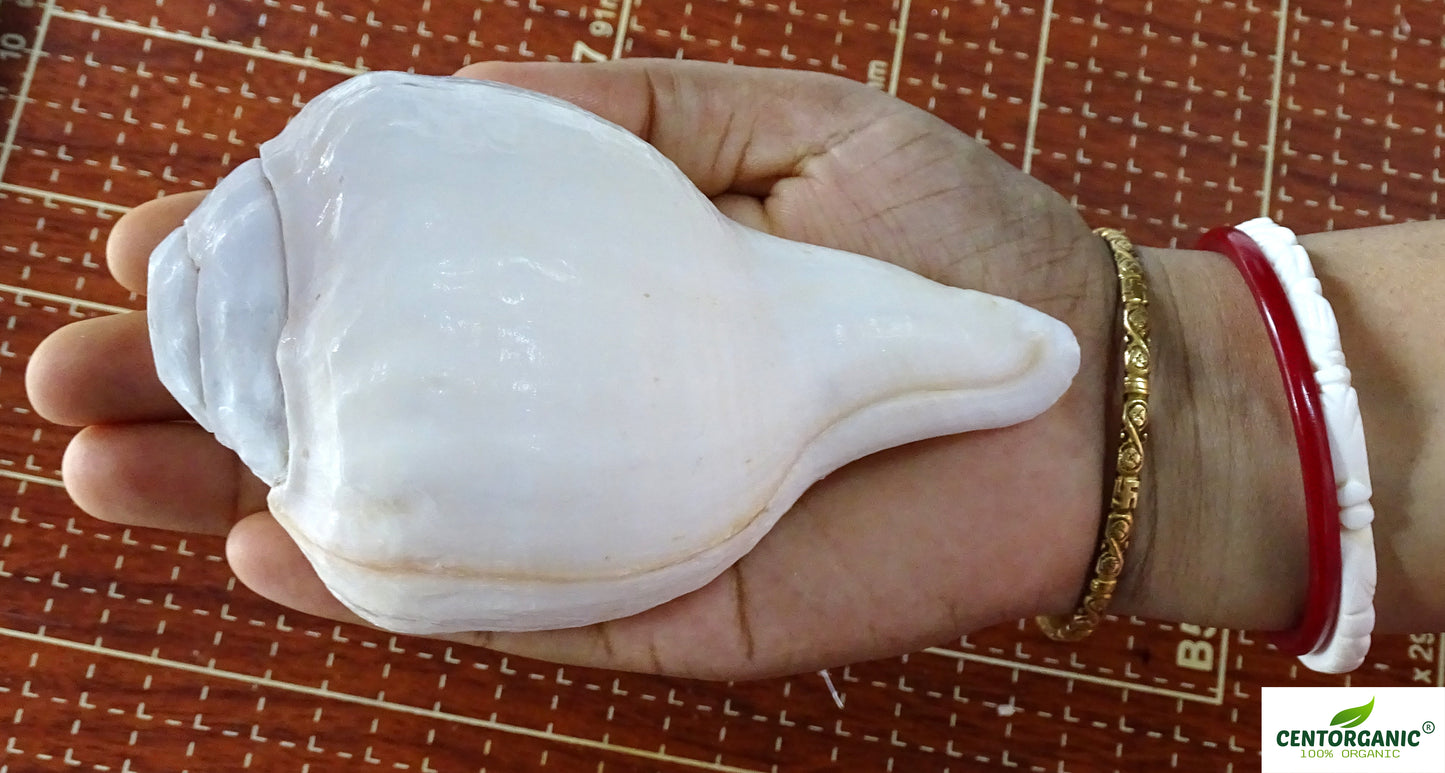 Centorganic Pure Natural Blowing Conch Shell | with Shankh Stand | Vamavarti Shankh ( 5 Inch, Small)
