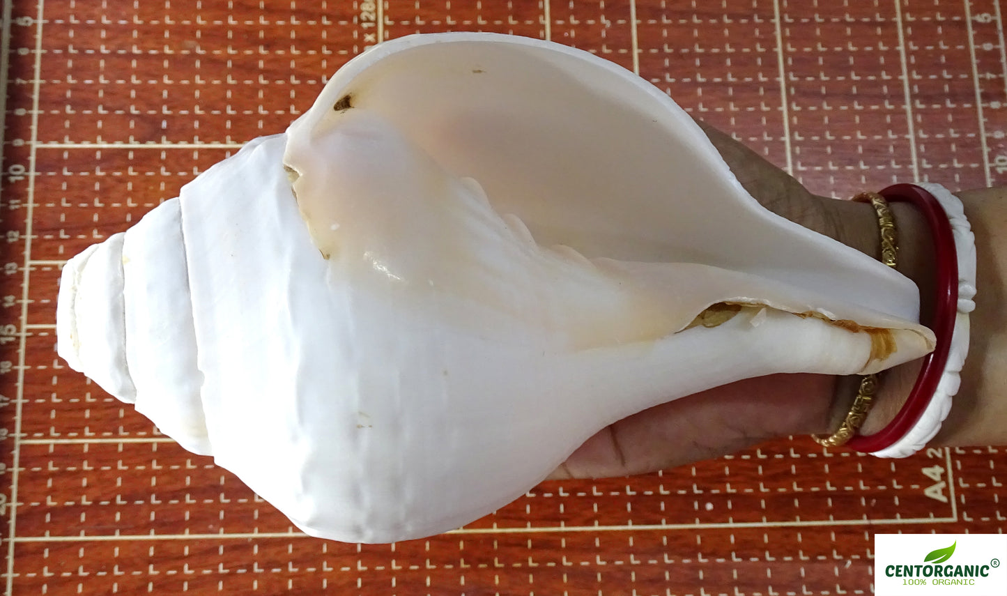 Centorganic Pure Natural Blowing Conch Shell | with Shankh Stand | Vamavarti Shankh ( 7 Inch, Big)