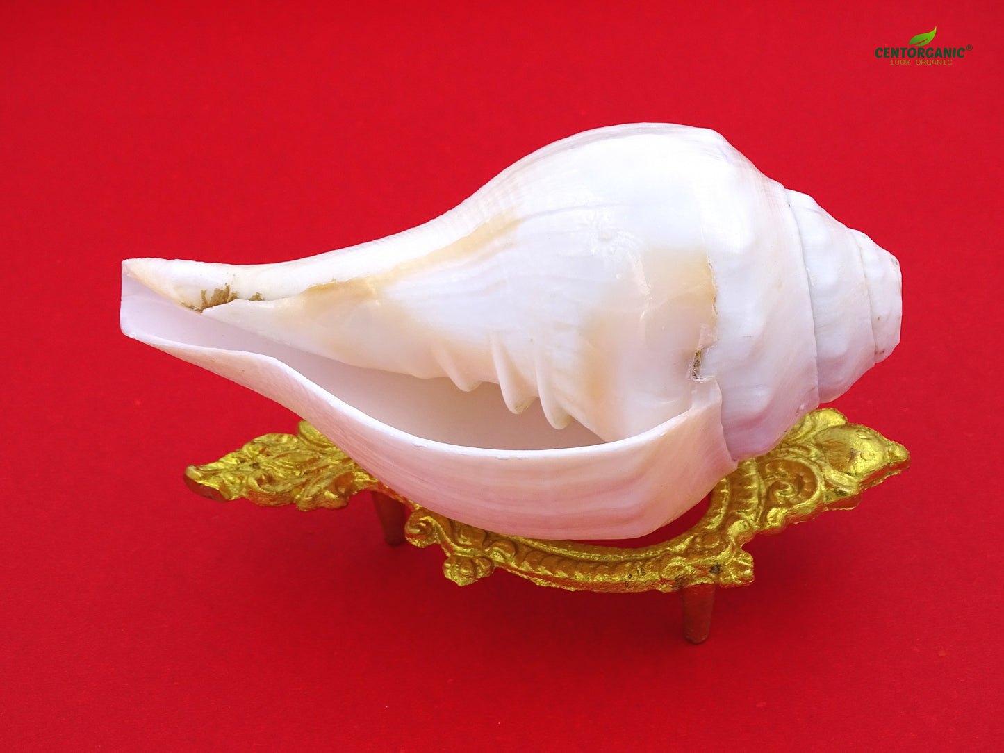 Centorganic Pure Natural Blowing Conch Shell | with Shankh Stand | Vamavarti Shankh ( 6 Inch, Big)