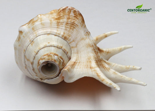 Centorganic Panchmukhi, Five finger Blowing Sankh (12 cm, Brown)