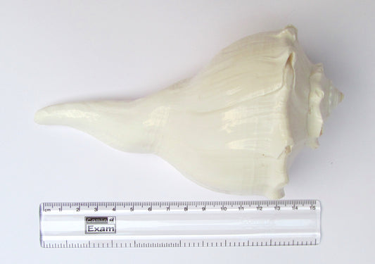 Centorganic Dakshinavarti Shankh, Valampuri Sangu (White, 16-17 cm)