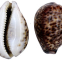 Centorganic Natural Original Big Laxmi Cowrie Shell, Cowry, Kouri, Kaudi, Kori for Puja, Big Size, 3 Inch (Pack of 2)