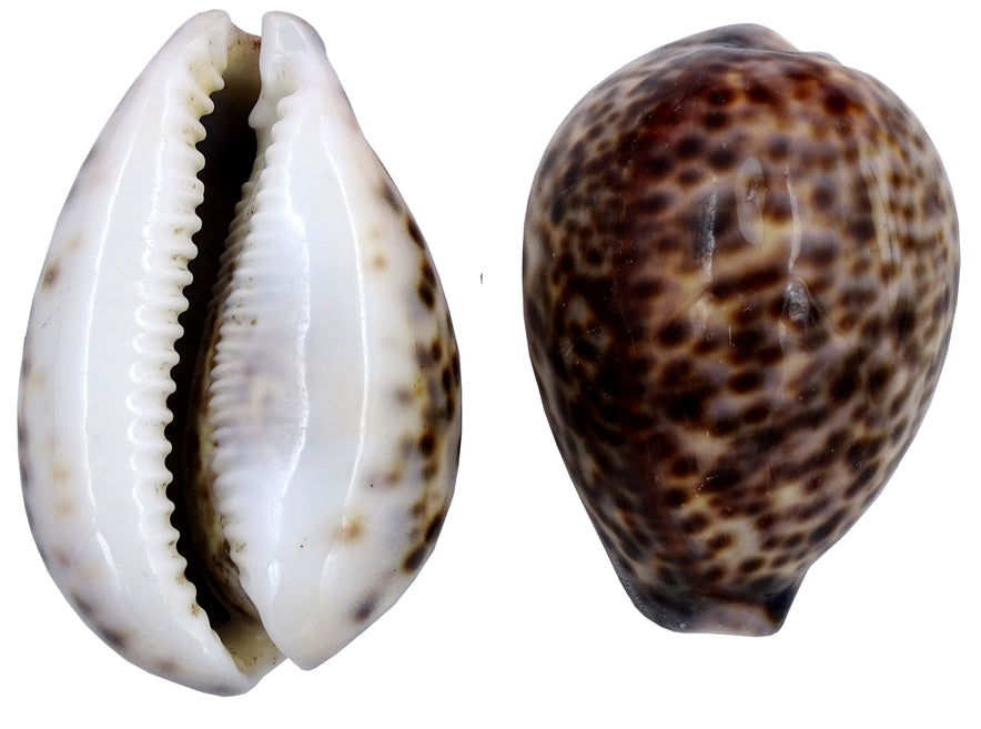 Centorganic Natural Original Big Laxmi Cowrie Shell, Cowry, Kouri, Kau ...