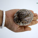 Centorganic Natural Original Big Laxmi Cowrie Shell, Cowry, Kouri, Kaudi, Kori for Puja, Big Size, 3 Inch (Pack of 2)