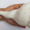 Centorganic Dakshinavarti Shankh, Valampuri Sangu (White, 18-19 cm)