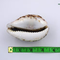 Centorganic Natural Original Big Laxmi Cowrie Shell, Cowry, Kouri, Kaudi, Kori for Puja, Big Size, 3 Inch (Pack of 2)