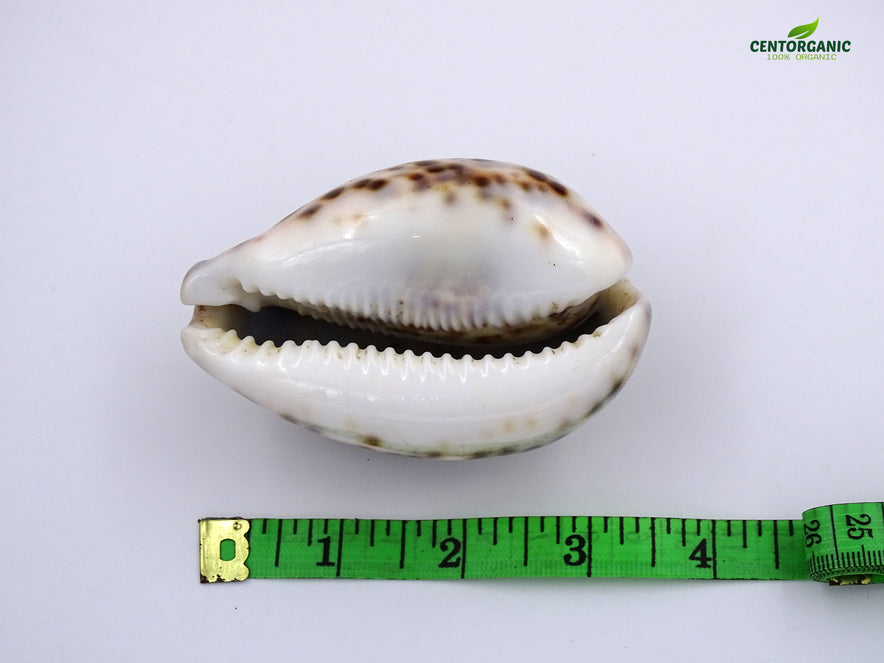 Centorganic Natural Original Big Laxmi Cowrie Shell, Cowry, Kouri, Kau ...