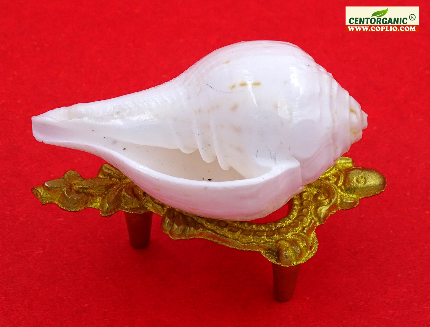 Centorganic Natural Jal sankha / Pani shankh for puja original with Brass stand (3 inch, Very Small )