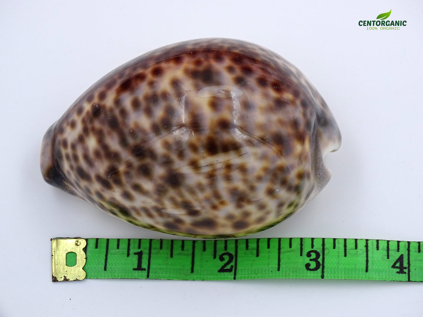 Centorganic Natural Original Big Laxmi Cowrie Shell, Cowry, Kouri, Kaudi, Kori for Puja, Big Size, 3 Inch (Pack of 2)