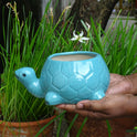 Centorganic Tortoise Shape Ceramic Planter for plants, Multicolour Colour and Texure.