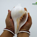 Centorganic Blowing Shankh for Pooja Original Conch Shell with Brass Stand (6.5 Inch, Big)