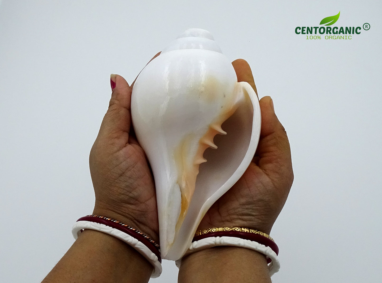 Centorganic Blowing Shankh for Pooja Original Conch Shell with Brass Stand (6.5 Inch, Big)