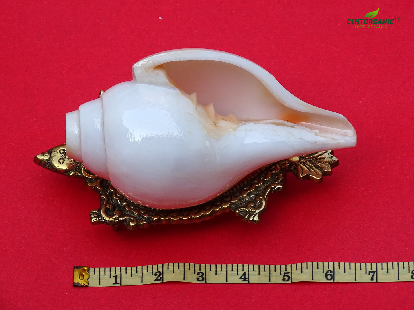 Centorganic Blowing Shankh for Pooja Original Conch Shell with Brass Stand (6.5 Inch, Big)