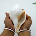 Centorganic Blowing Shankh for Pooja Original Conch Shell with Brass Stand (7 Inch, Big)