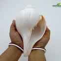 Centorganic Blowing Shankh for Pooja Original Conch Shell with Brass Stand (8 Inch, Very Big)