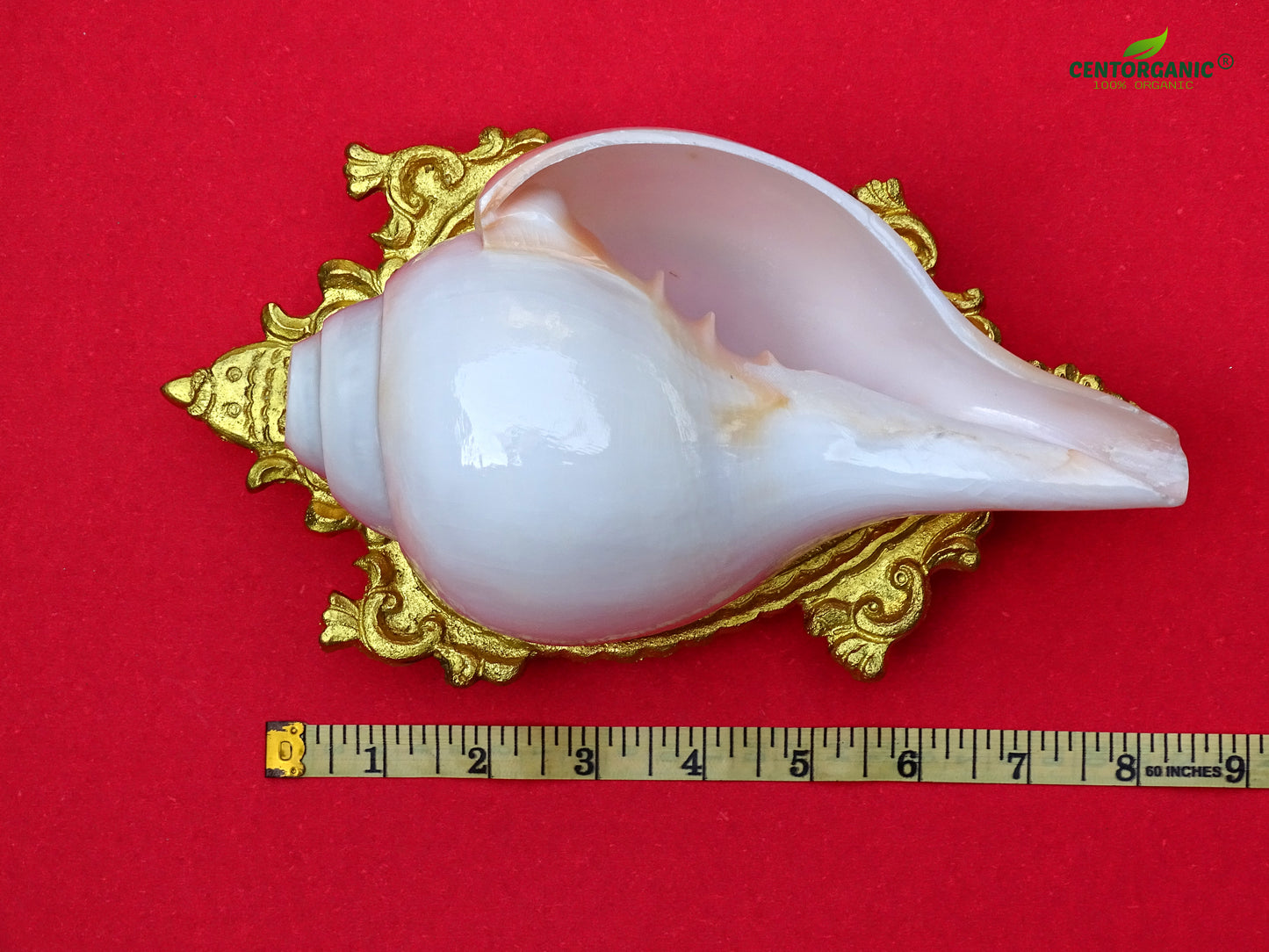 Centorganic Blowing Shankh for Pooja Original Conch Shell with Brass Stand (8 Inch, Very Big)