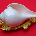 Centorganic Blowing Shankh for Pooja Original Conch Shell with Brass Stand (8 Inch, Very Big)