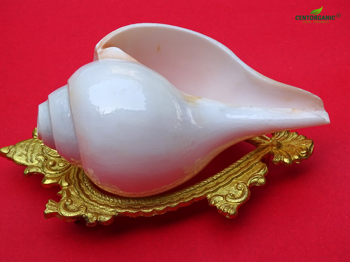 Centorganic Blowing Shankh for Pooja Original Conch Shell with Brass Stand (8 Inch, Very Big)