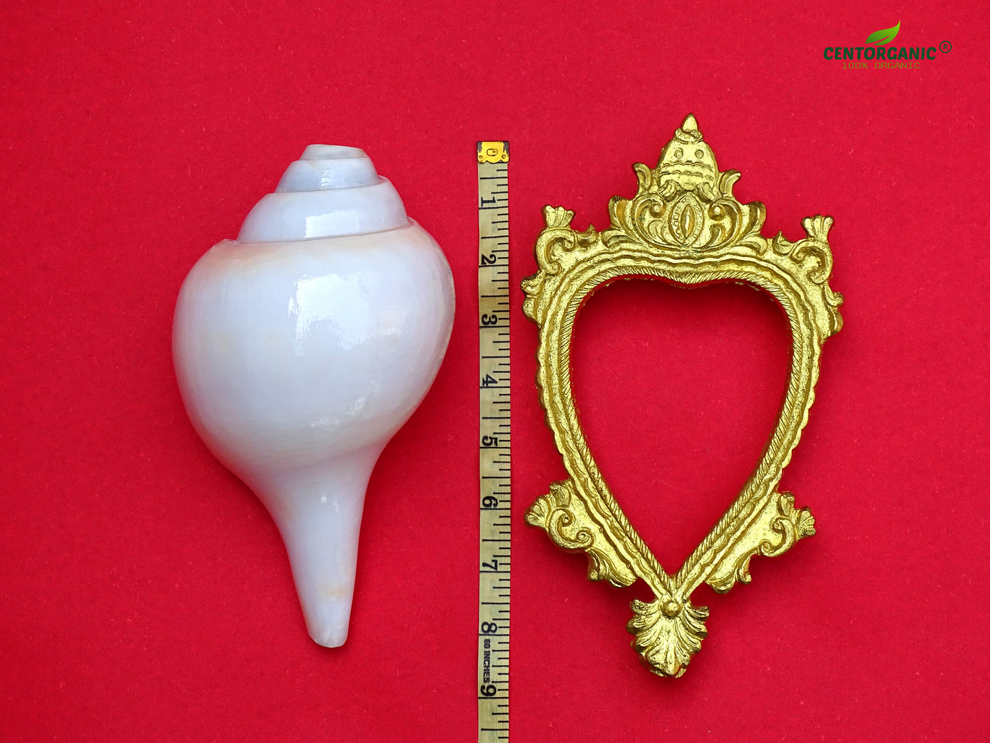 Centorganic Blowing Shankh for Pooja Original Conch Shell with Brass Stand (8 Inch, Very Big)