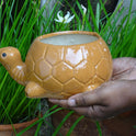 Centorganic Tortoise Shape Ceramic Planter for plants, Multicolour Colour and Texure.