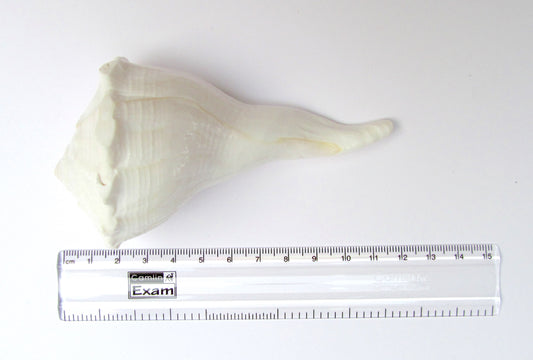 Centorganic Dakshinavarti Shankh, Valampuri Sangu (White, 11-12 cm)